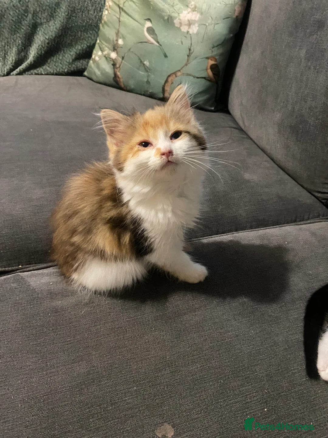 Mixed Breed cats for sale: Kittens  - Advert 3