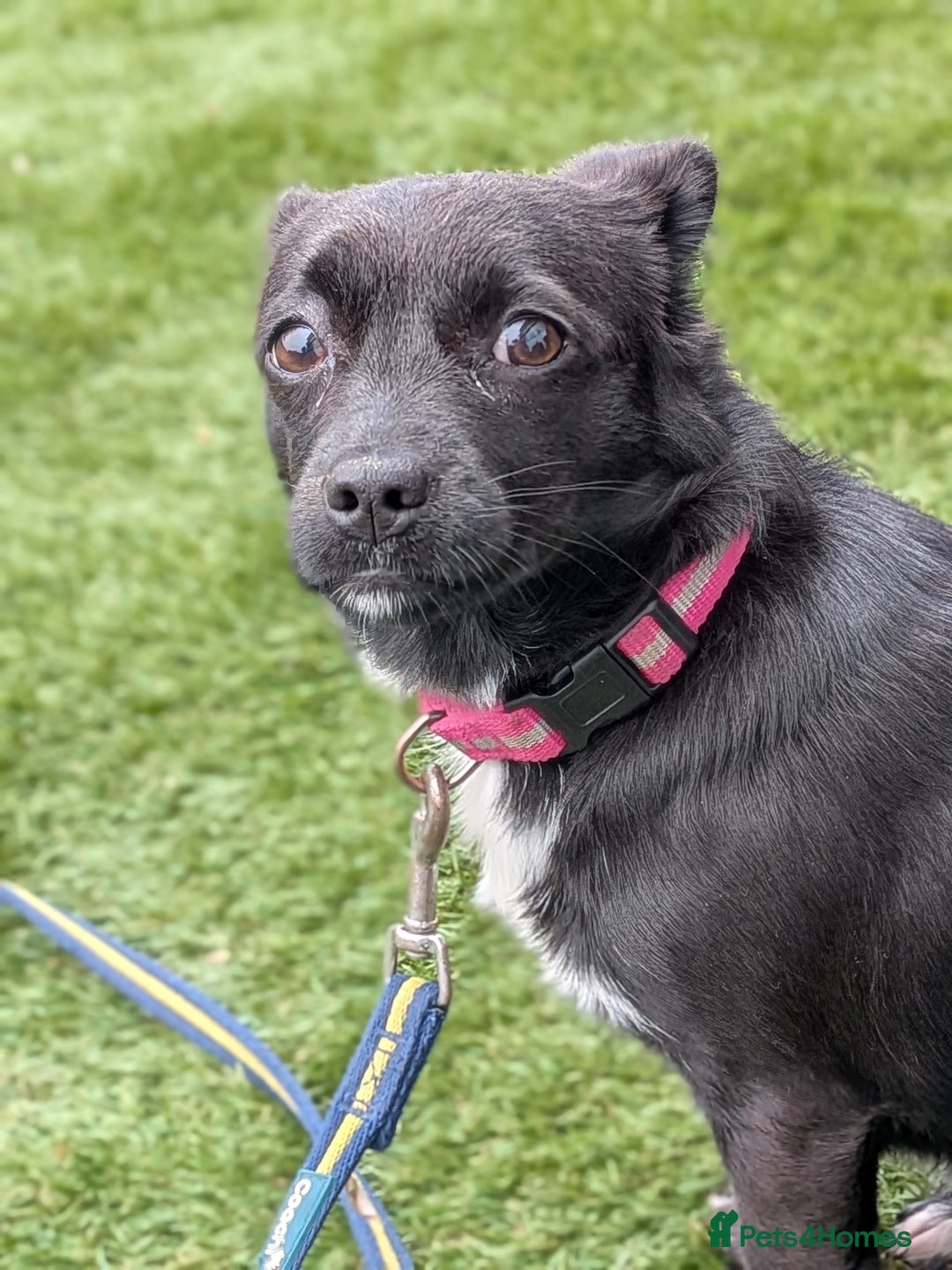 Mixed Breed dogs for sale: 8 month jack Russell/ chihuahua  - Advert 7