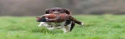 English Springer Spaniel dogs for stud: Fully health tested heavily marked stud - Advert 9