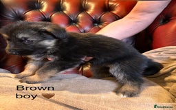 German Shepherd dogs for sale: Long-Haired Straight Back German Shepherd Puppies - Image 22