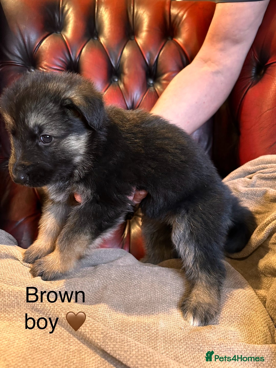 German Shepherd dogs for sale: Long-Haired Straight Back German Shepherd Puppies - Image 22