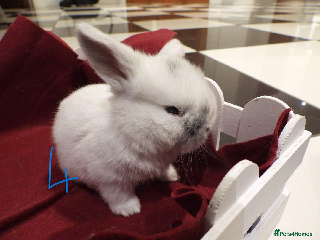 Mini Lop rabbits for sale: Adorable Purebred Mini Lop Babies - Image 17