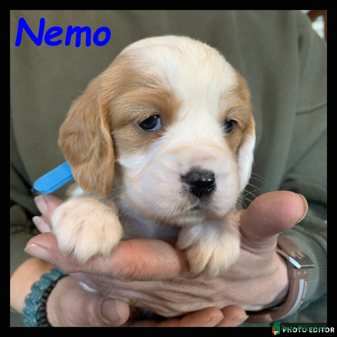 Cockalier dogs for sale: Beautiful Cockalier Pups – Loving Homes Await - Advert 35