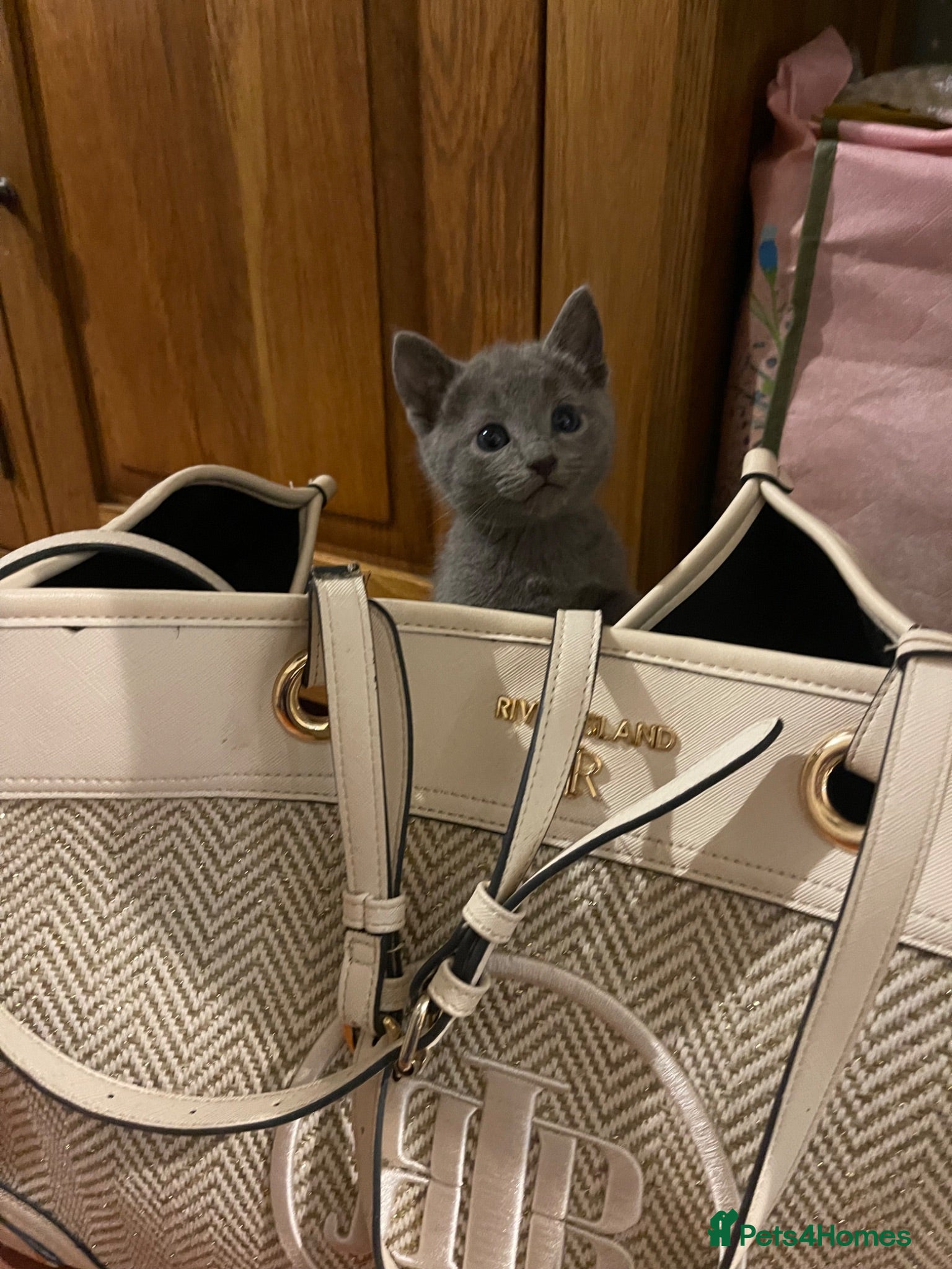 Russian Blue cats Pure Russian Blue kittens  - Advert 2