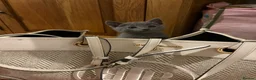 Russian Blue cats for sale: Pure Russian Blue kittens  - Advert 2