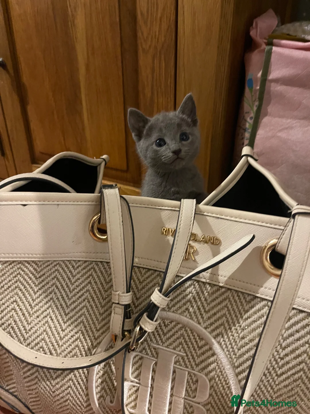 Russian Blue cats for sale: Pure Russian Blue kittens  - Advert 2