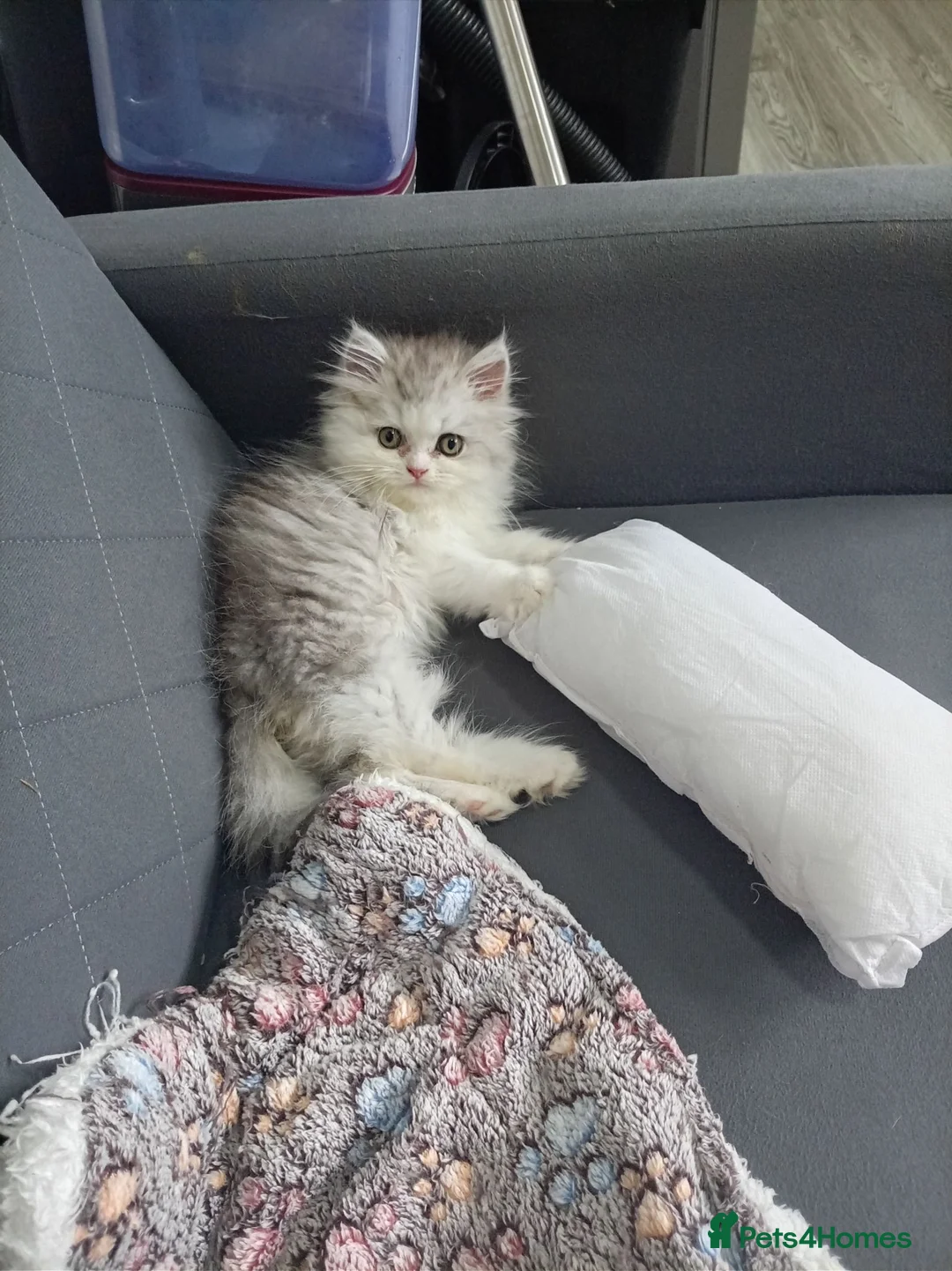 Persian cats for sale: Sliver tip Persian ( little lady)  - Advert 1
