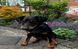Dobermann dogs for sale: Lovely Boy Doberman - Image 5