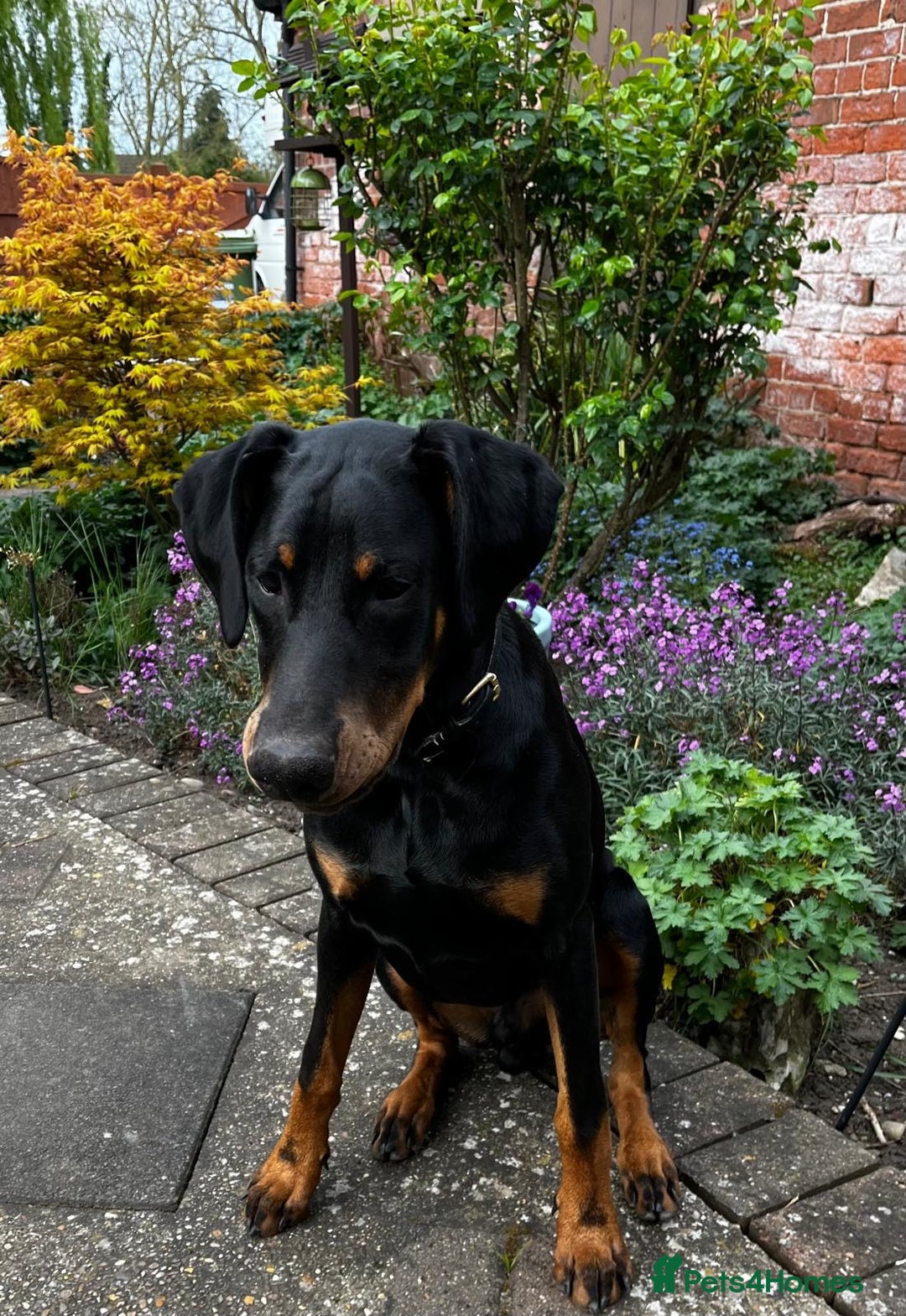 Dobermann dogs for sale: Lovely Boy Doberman - Image 5