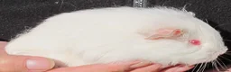 Guinea Pig rodents for sale: long haired guinea pigs - Advert 3
