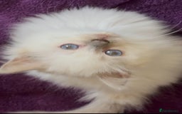 Ragdoll cats for sale: Champion Ragdoll GCCF kittens 🐱 Ready now - Image 4