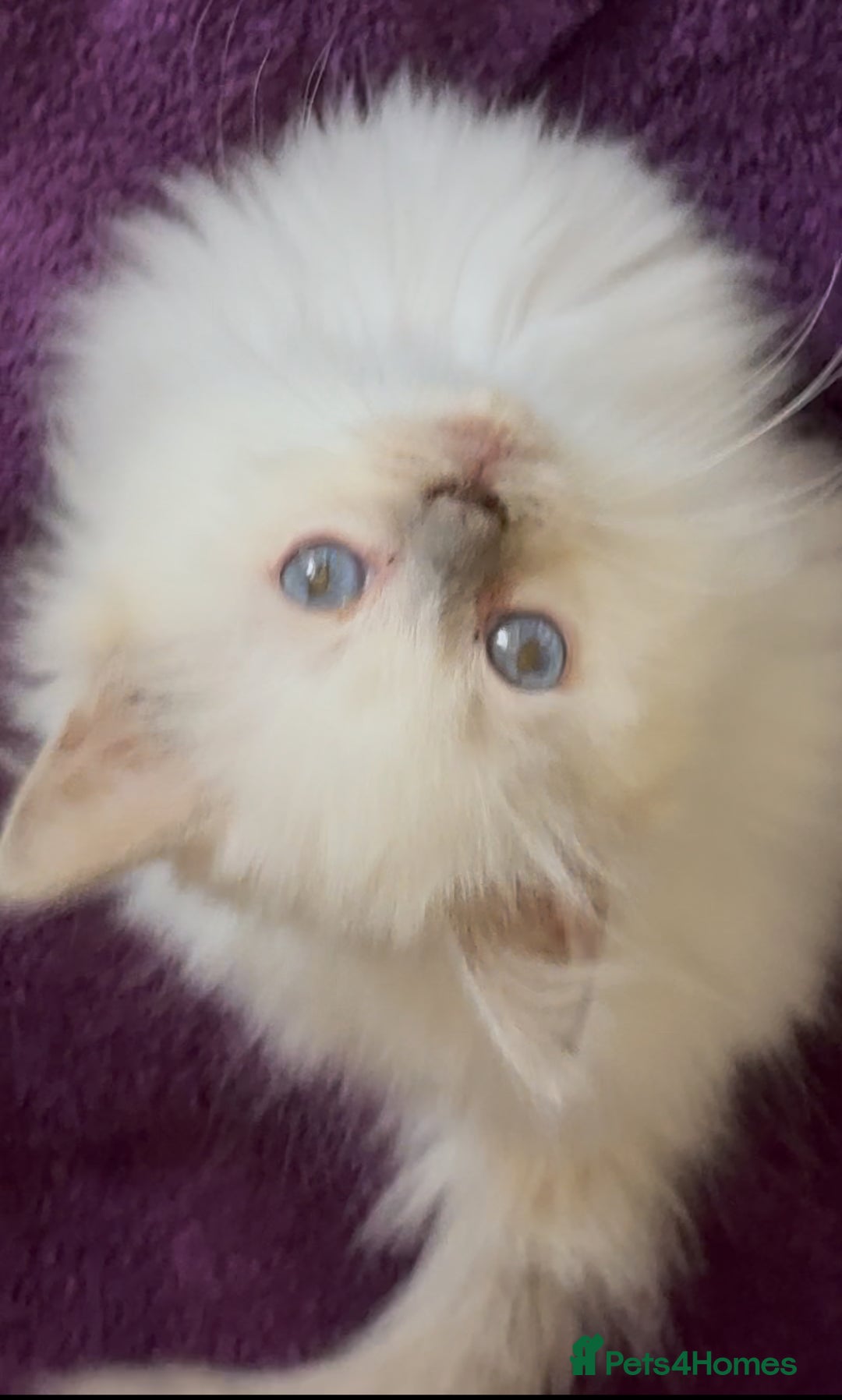 Ragdoll cats for sale: Champion Ragdoll GCCF kittens 🐱 Ready now - Image 4