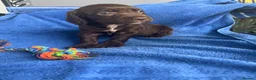 Sprocker dogs for sale: 5 chocolate Sprockers  - Advert 17