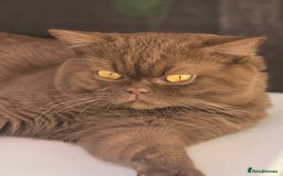 British Shorthair cats for sale: Stunning British short hair kittens  - Image 13