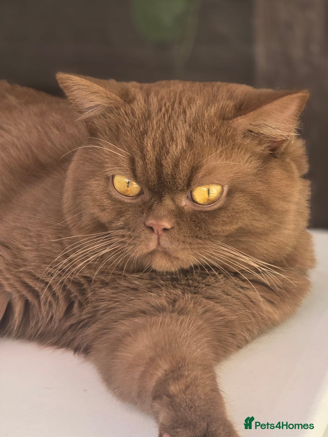 British Shorthair cats for sale: Stunning British short hair kittens  - Image 13