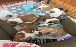 English Bulldog dogs for sale: KC Reg English Bulldog Pups - Image 9