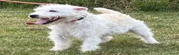 Jack Russell dogs for sale: Jack Russell bitch, 1 year old in Woodbridge - Advert 3
