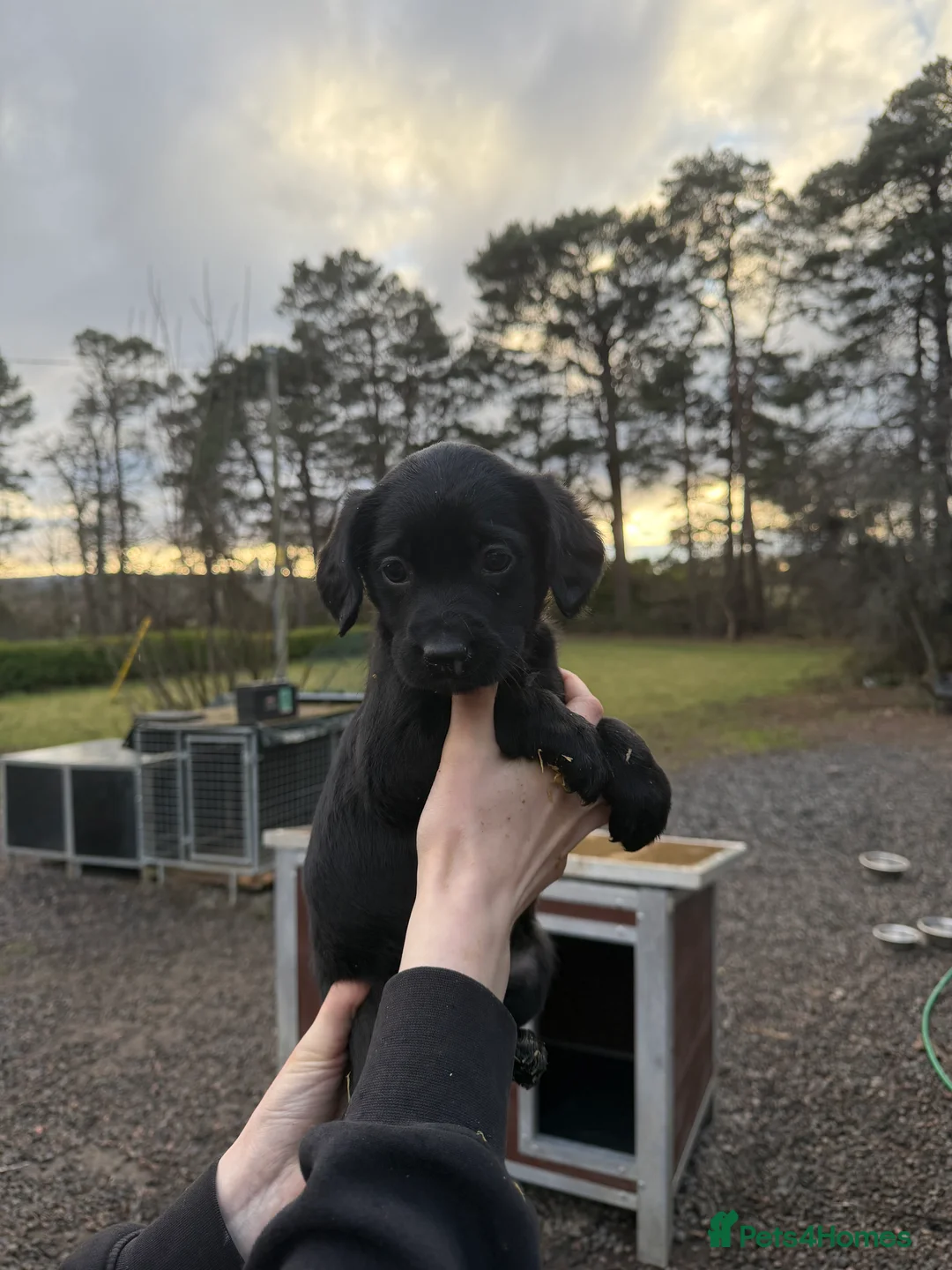 Sprollie dogs for sale: Striking Springer Spaniel x Collie Puppies - Advert 14