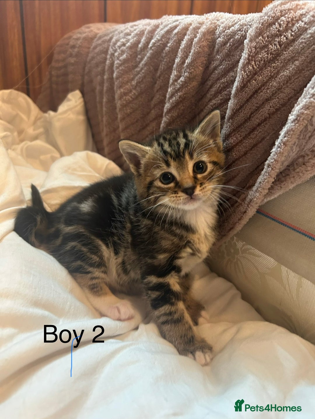 Bengal cats for sale: ❗️All reserved ❗️Bengal Cross Kittens - Advert 9