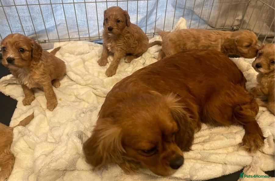 Cavapoo dogs F1  cavapoo   in Shepperton - Advert 3