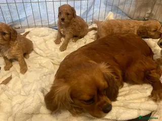 Cavapoo dogs F1 cavapoo in Shepperton - Advert 3