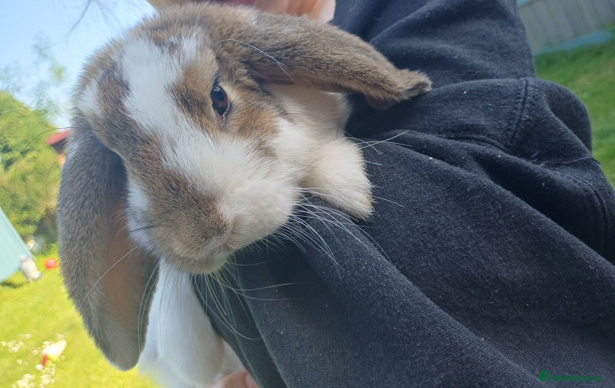Mini Lop rabbits 2 male mini lop rabbits!!! - Advert 1