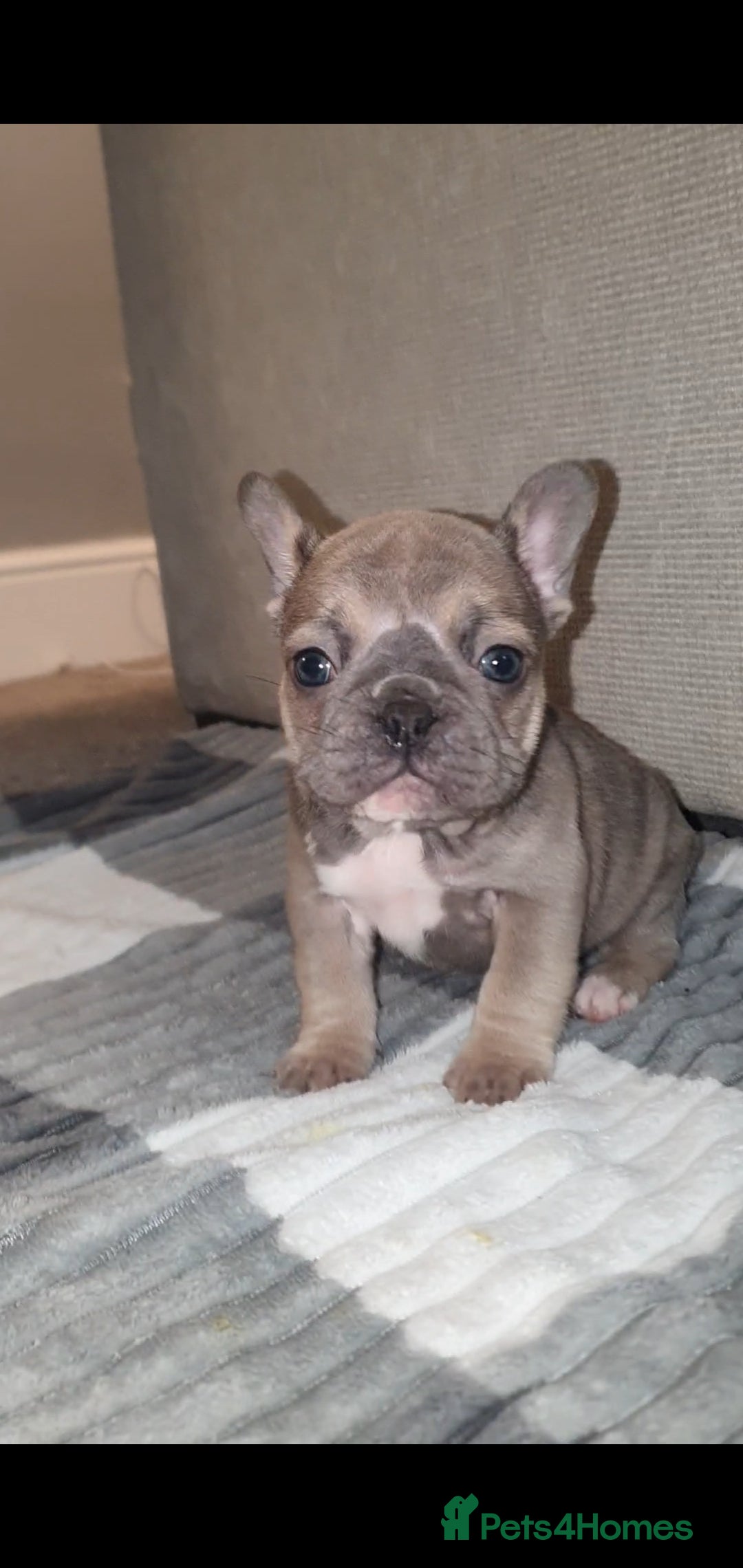 French Bulldog dogs for sale: French Bulldogs  - Advert 4