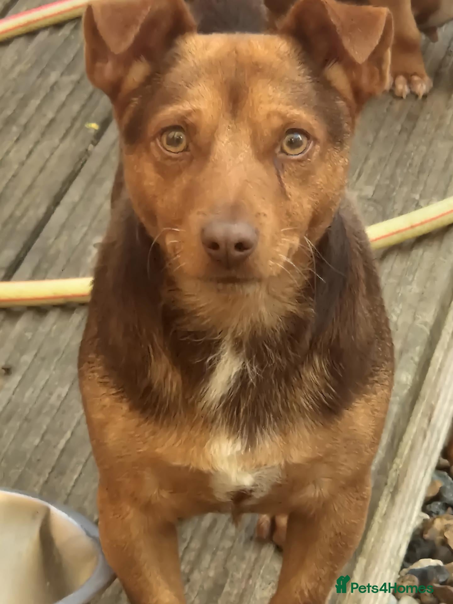 Jack Russell dogs 3 gorgeous chocolate jack rusell - Advert 13