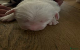 Old English Sheepdog dogs for sale: Kennel Club Reg Old English Sheepdog Puppies - Image 17
