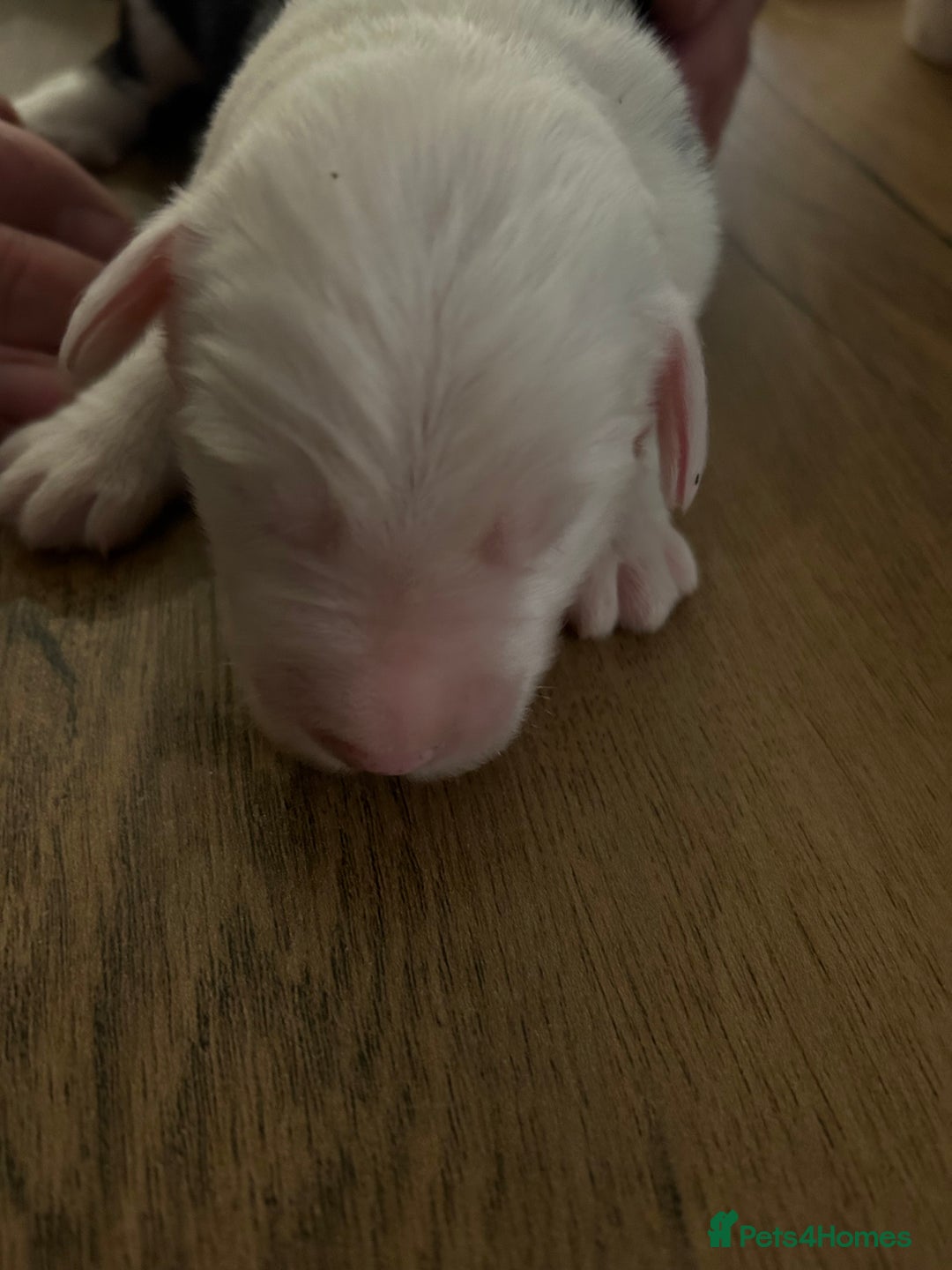 Old English Sheepdog dogs for sale: Kennel Club Reg Old English Sheepdog Puppies - Image 17