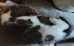 Mixed Breed cats for sale: Gorgeous Part BSH kittens ready to go now - Image 35
