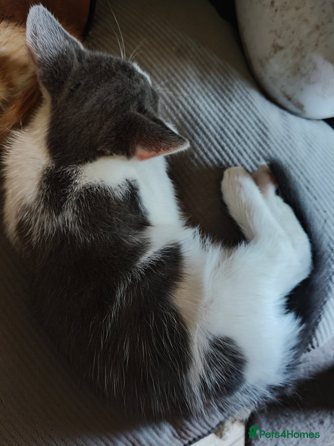 Mixed Breed cats for sale: Gorgeous Part BSH kittens ready to go now - Image 35