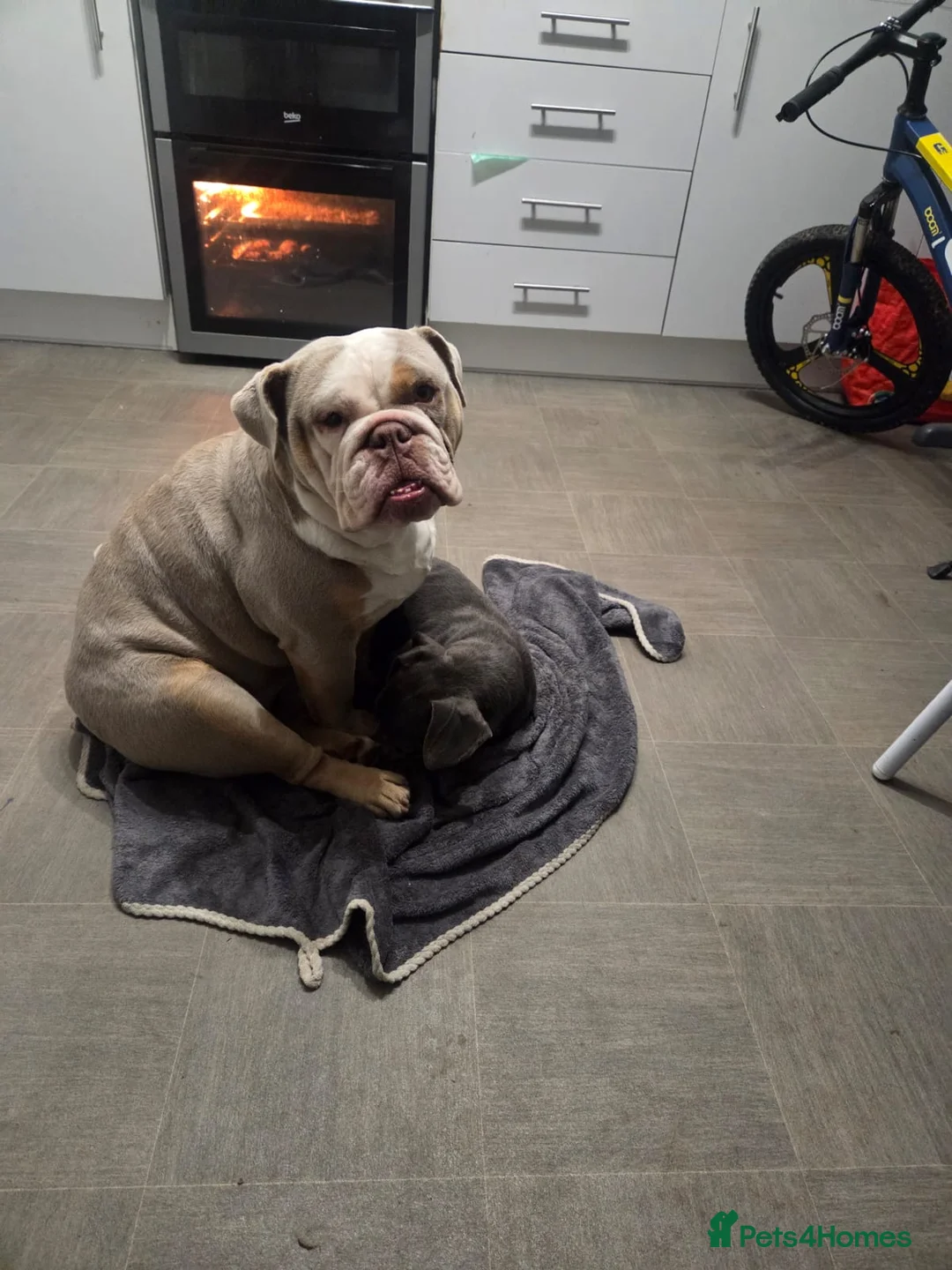 English Bulldog dogs for sale: Beautiful female English bulldog - Advert 4