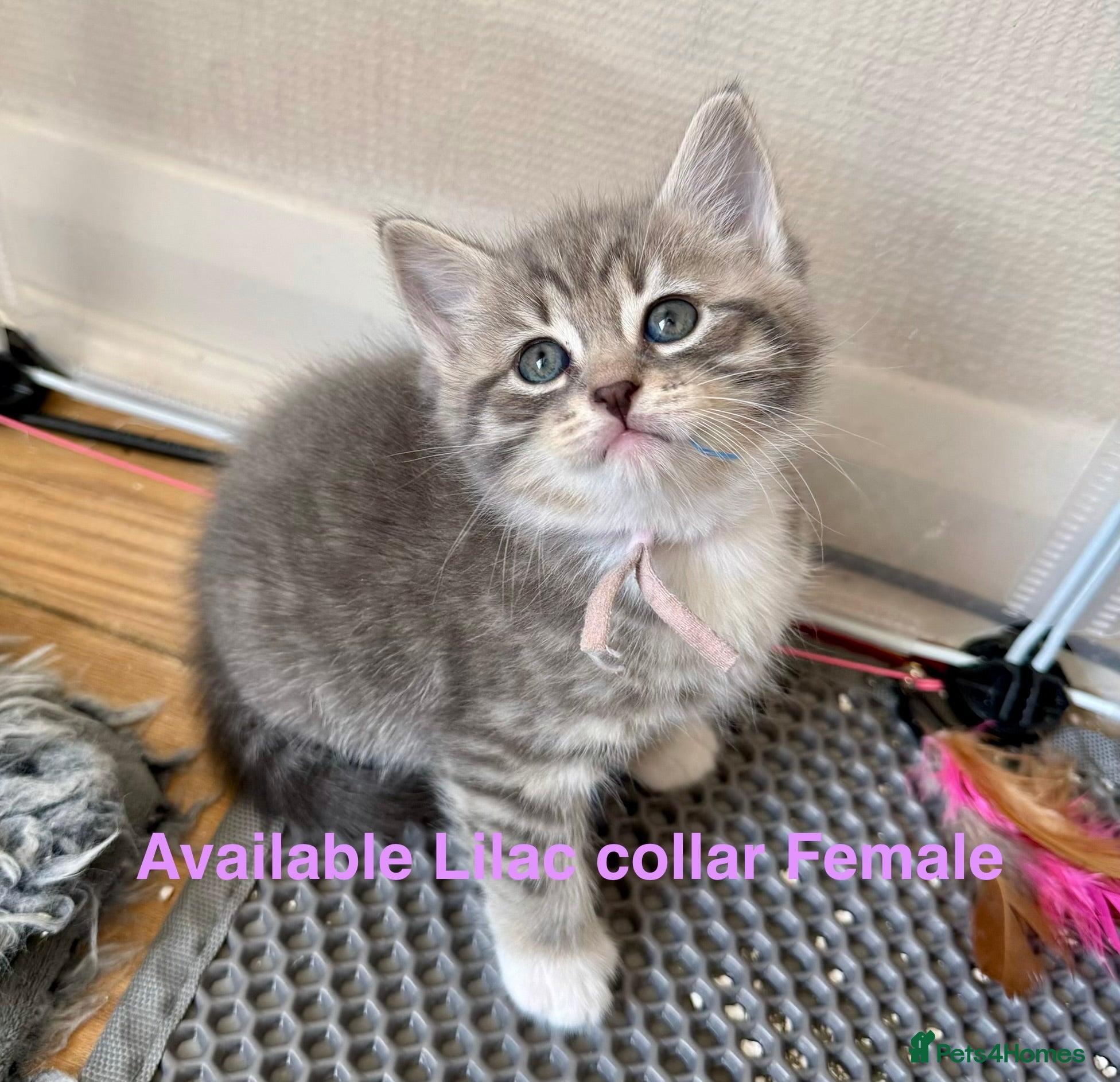 Siberian cats  pretty Pedigree Siberian kittens 1 Female Left - Advert 5
