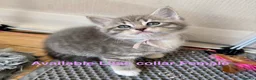 Siberian cats for sale:  pretty Pedigree Siberian kittens 1 Female Left - Advert 1