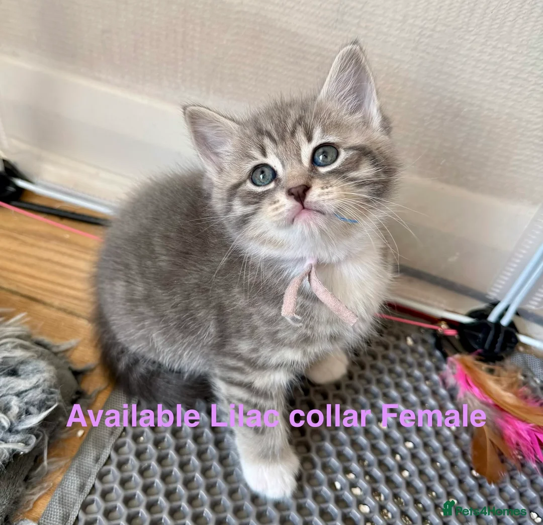Siberian cats for sale:  pretty Pedigree Siberian kittens 1 Female Left - Advert 1