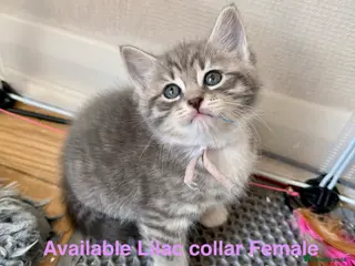 Siberian cats pretty Pedigree Siberian kittens 1 Female Left - Advert 18