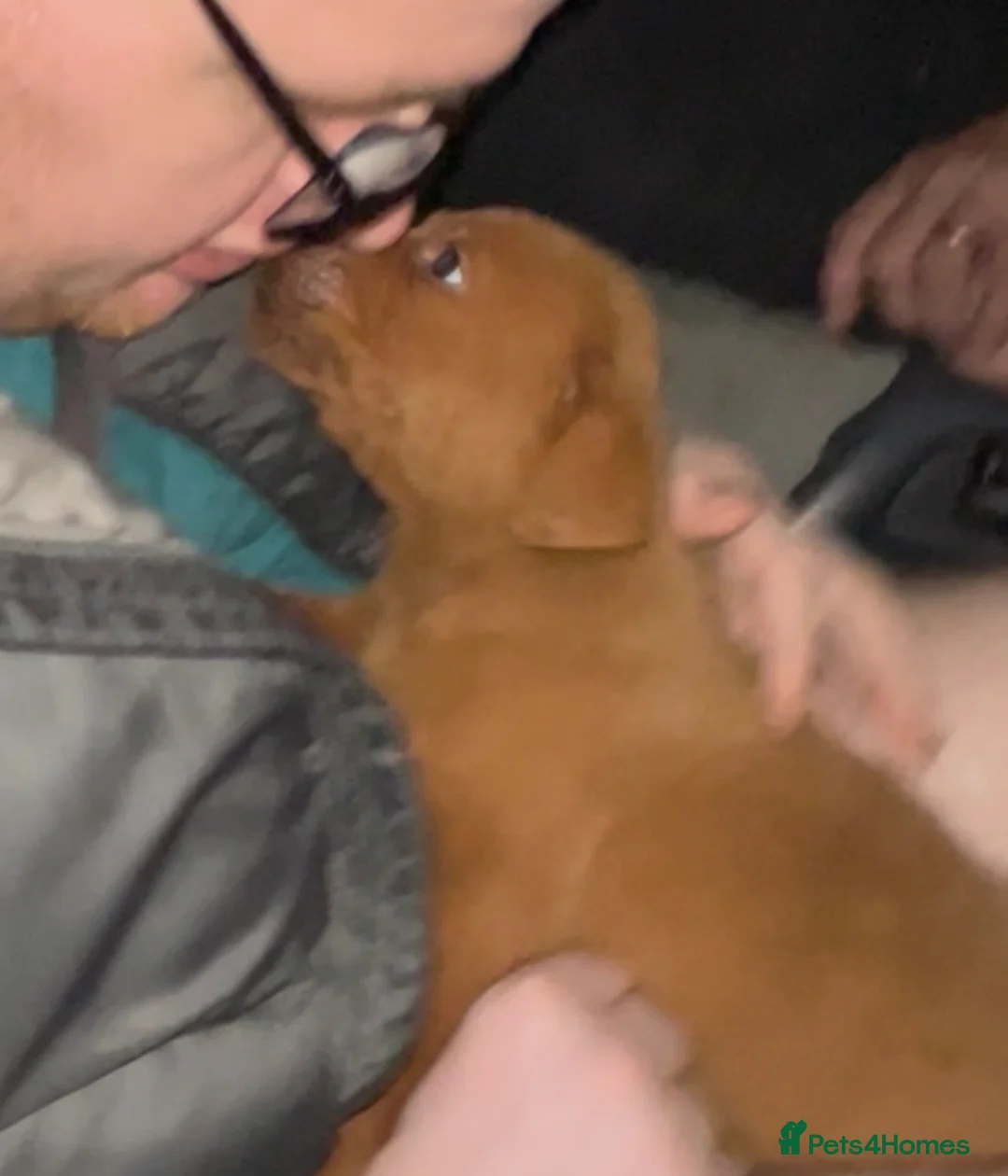 Labrador Retriever dogs for sale: Labrador Puppies - Advert 30