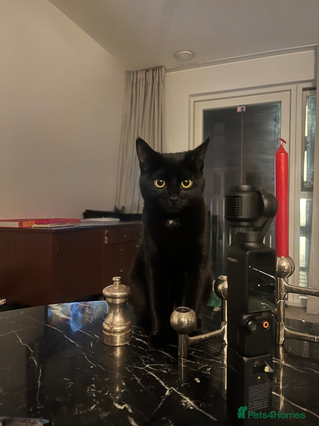 British Shorthair cats for sale: Lovely little kitten looking for a new home - Advert 4