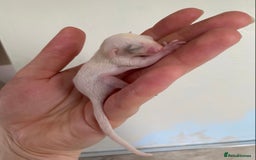 Sugar Glider rodents for sale: Female leu sugar glider joey  - Image 3