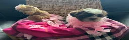 Shih Tzu dogs for sale: Delightful Imperial Shihtzu in Dronfield - Advert 4