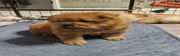 Chow Chow dogs for sale: Show stopping DWKC black male and female chow pup - Advert 11