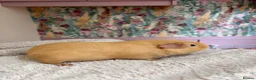 Guinea Pig rodents for sale: 🐹 Guinea Pigs Looking for Loving Homes - Advert 9