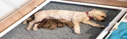 Cockapoo dogs for sale: 6 Toy F2 Cockapoo Puppies – Born 13th September 26 - Advert 1