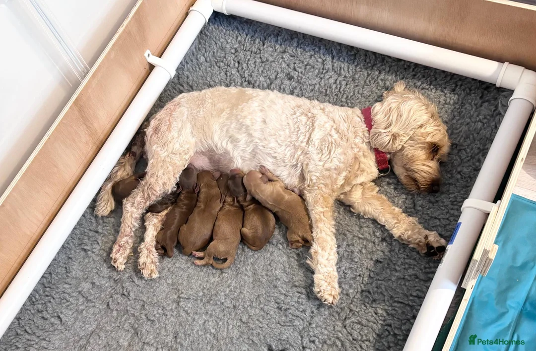 Cockapoo dogs for sale: 6 Toy F2 Cockapoo Puppies – Born 13th September 26 - Advert 1