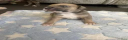 Staffordshire Bull Terrier dogs for sale: Staff puppies for sale  - Advert 33