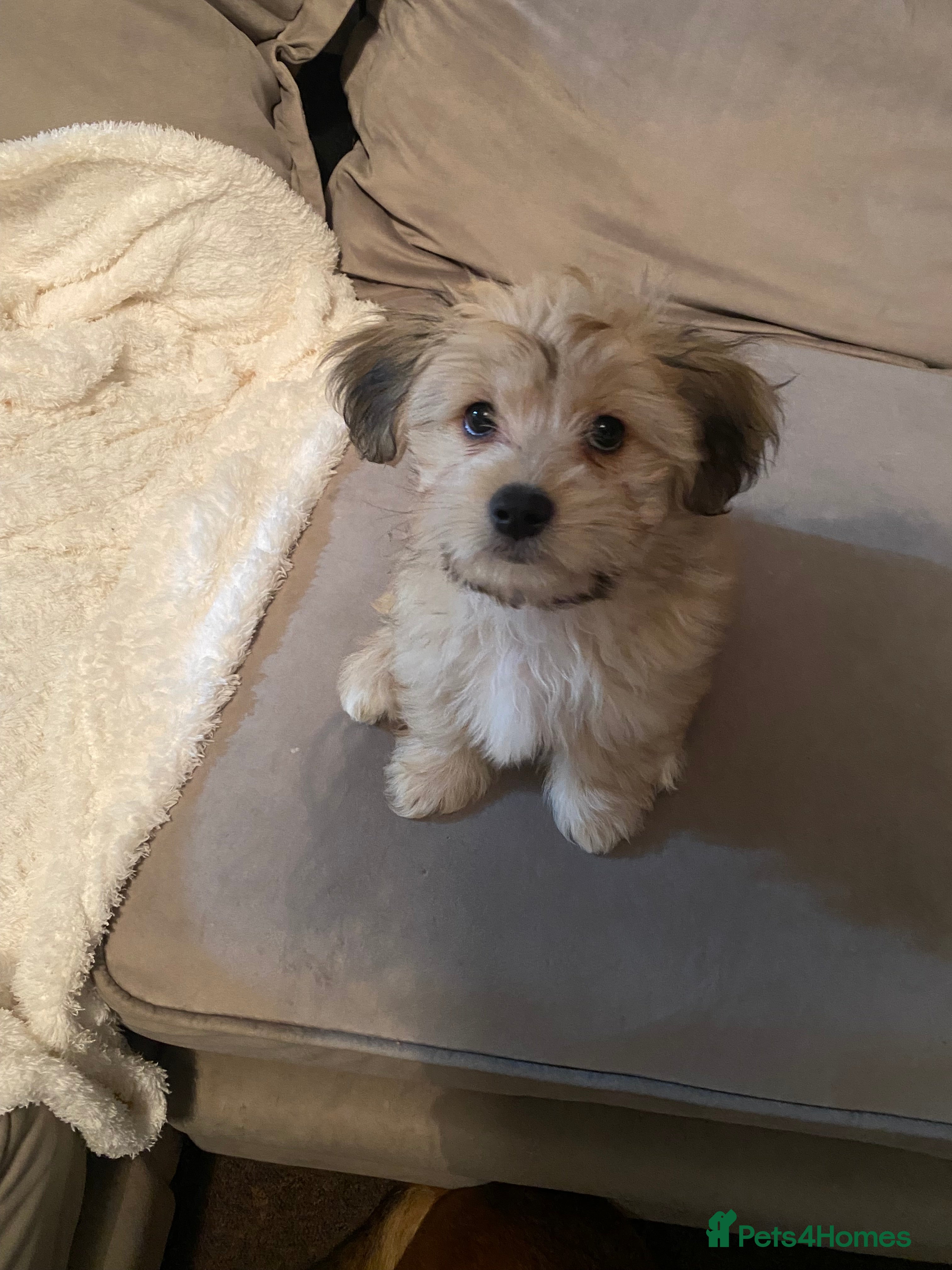 Mixed Breed dogs Unique mix - Maltese x JackChi Pups - Advert 11