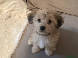 Mixed Breed dogs Unique mix - Maltese x JackChi Pups - Advert 9