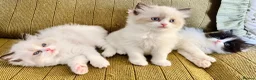 Ragdoll cats for sale: Ragdoll x Persian Kittens - Advert 4