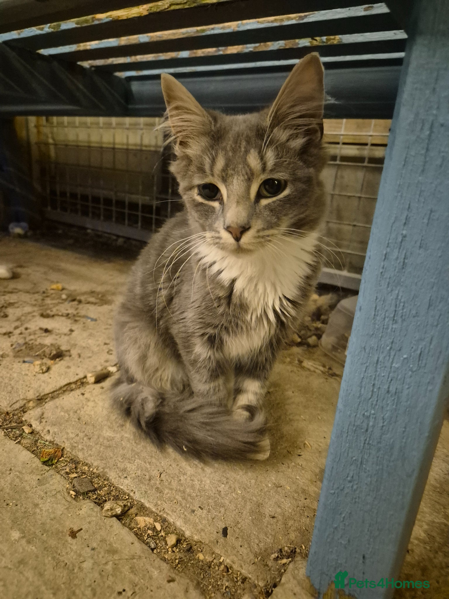 Mixed Breed cats 6 month old grey and white main coon mix - Advert 2